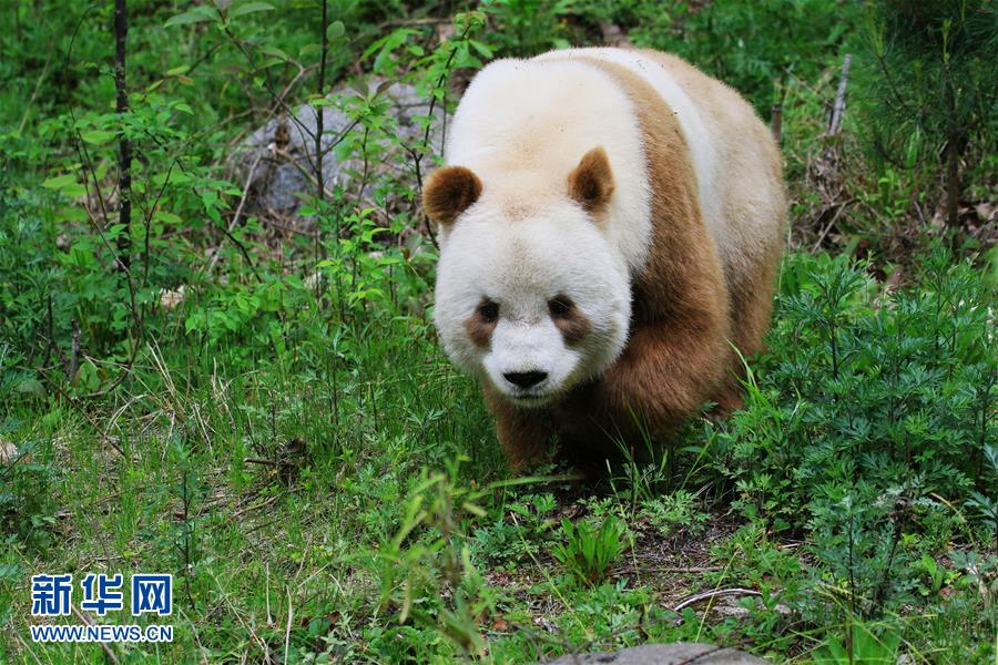 棕色大熊猫在培训