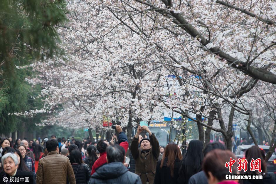 南京鸡鸣寺路樱花绽放