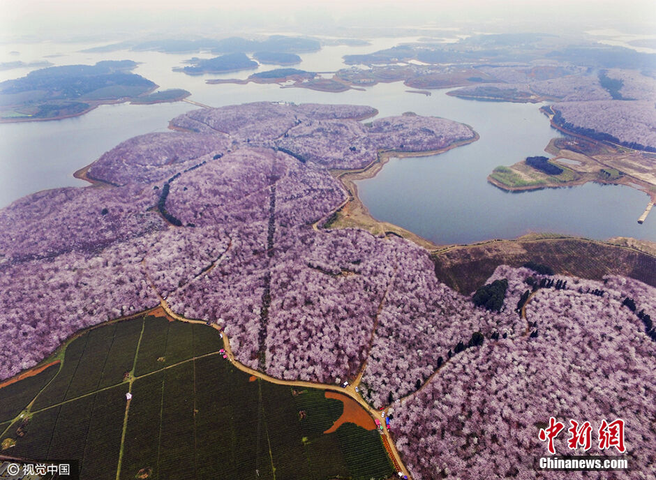 红枫湖畔万亩花海奇观