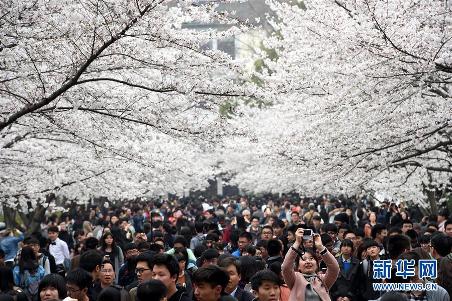 南京:美丽校园樱花节