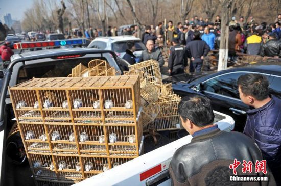 沈阳解救一批野生鸟类