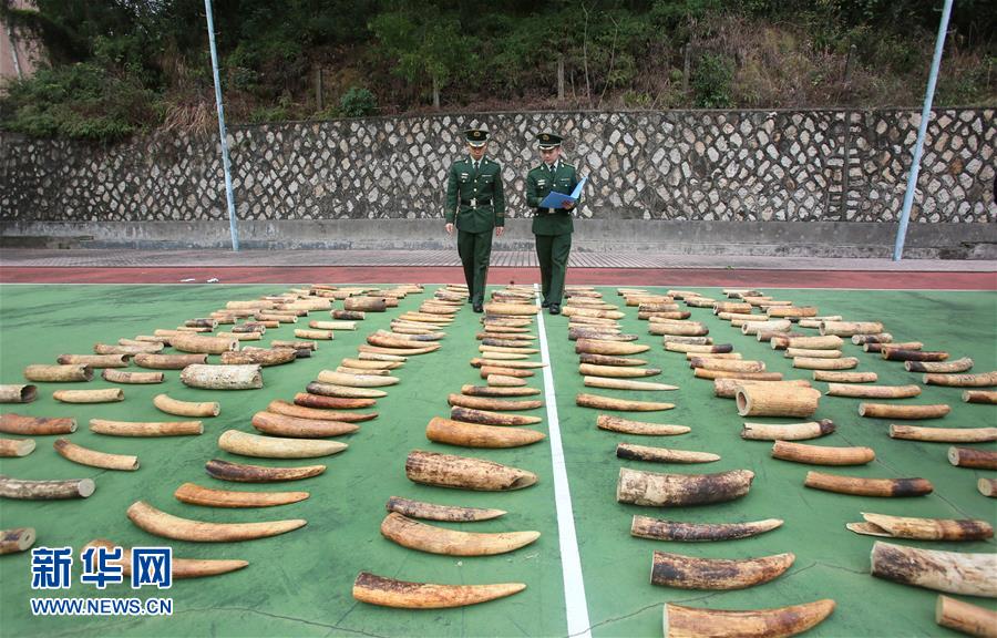 广东破获一起象牙走私案