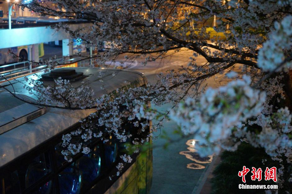 沪最美公交车站樱花绽放