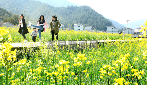 安仁安仁镇张畈村50亩油菜花竞相开放