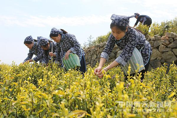 缙云县三溪乡将举办黄茶文化节怎可不赴