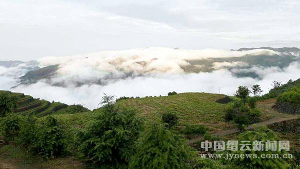 缙云县三溪乡将举办黄茶文化节 怎可不赴