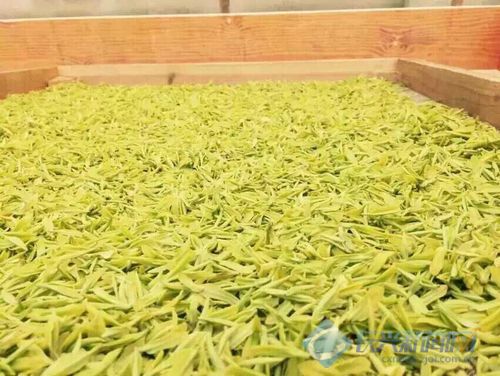 长兴金紫笋上市 每斤价格高达6800元(图)