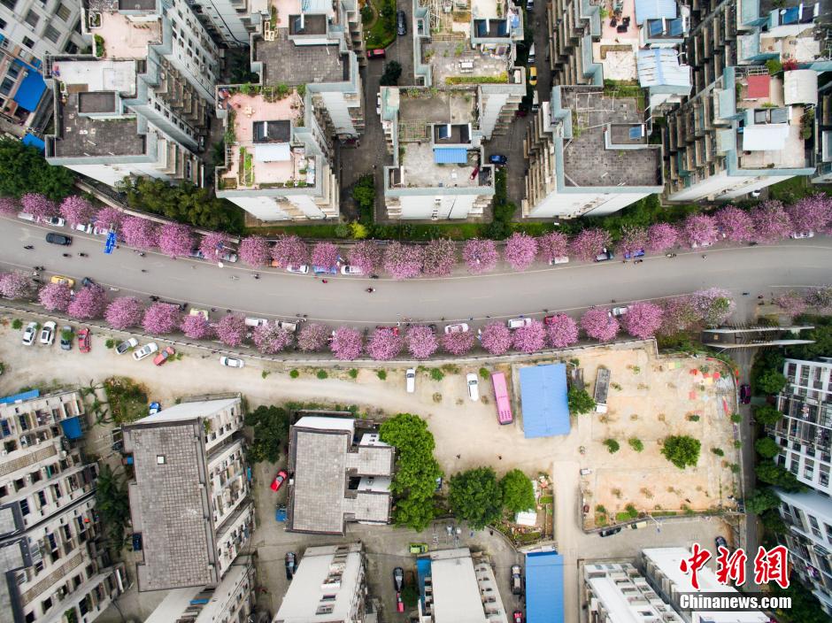 柳州满城紫荆花盛开