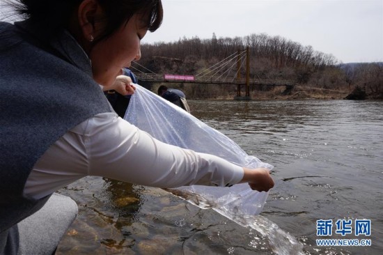 吉林省放大麻哈鱼80万尾