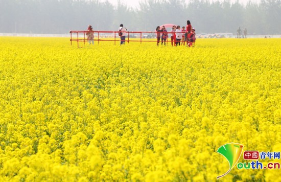 京郊现油菜花海