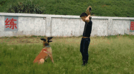 丽水警犬屡立战功 保卫g20它们准备好了 向他们致敬 为他们点赞!