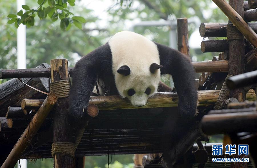 人工圈养大熊猫已上升