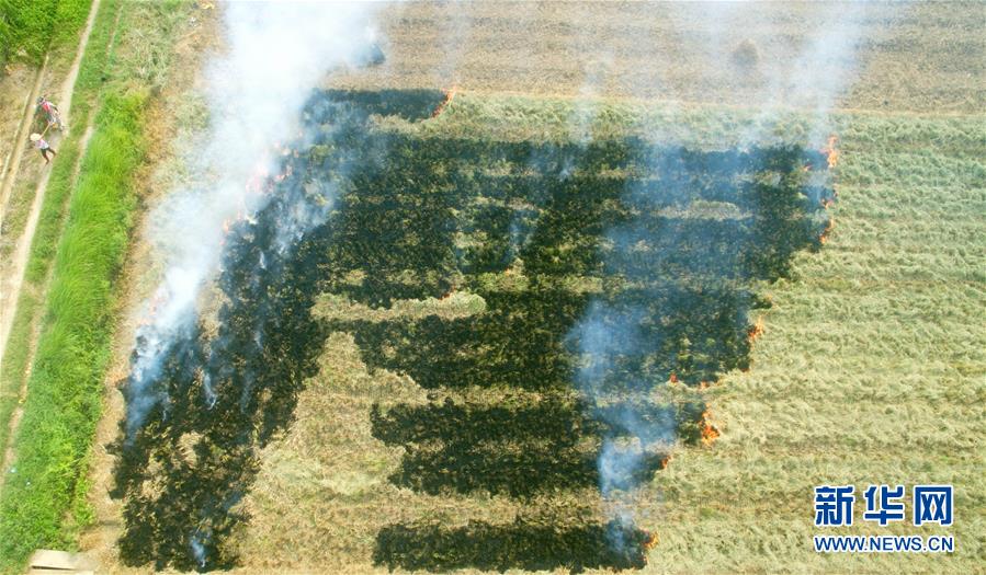 稻草焚烧 烟雾缭绕