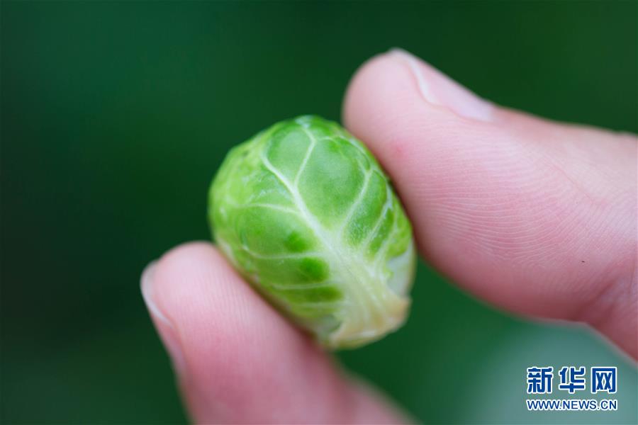 ָ���ϵġ����Ĳˡ�