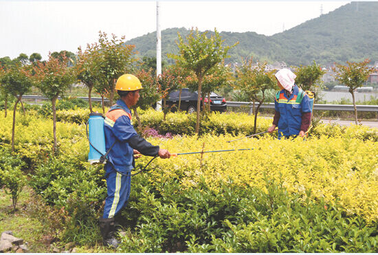 抢晴除虫保绿化