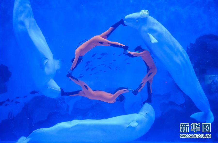 人鲸共舞“风火轮”