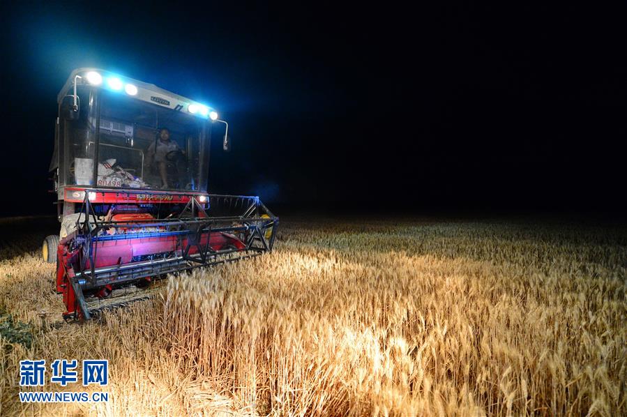河北:连夜抢收小麦