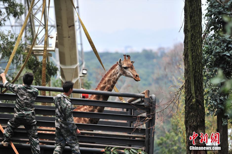 ����¹���