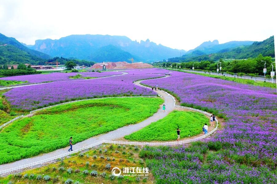 紫色花海美景如画