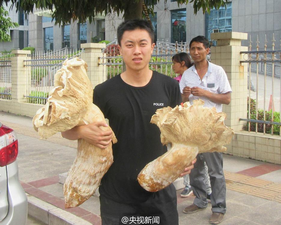 云南村民发现巨型口蘑