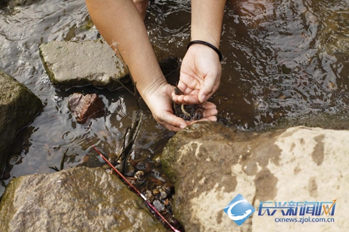 “小荷尖尖”捉泥鳅大赛举行(图)