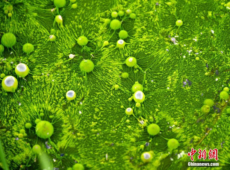 ��̦�γɡ�̫�����ǡ�ͼ