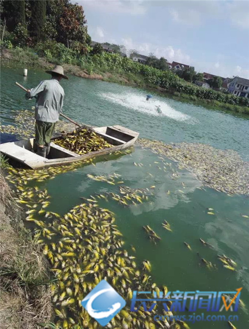 黄颡鱼缺氧死亡 农技人员来帮忙(图)