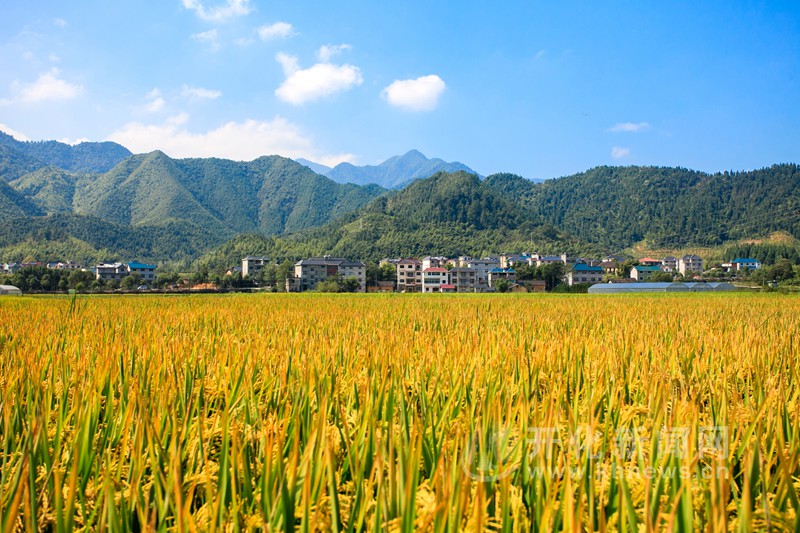 秋收时节稻香阵阵