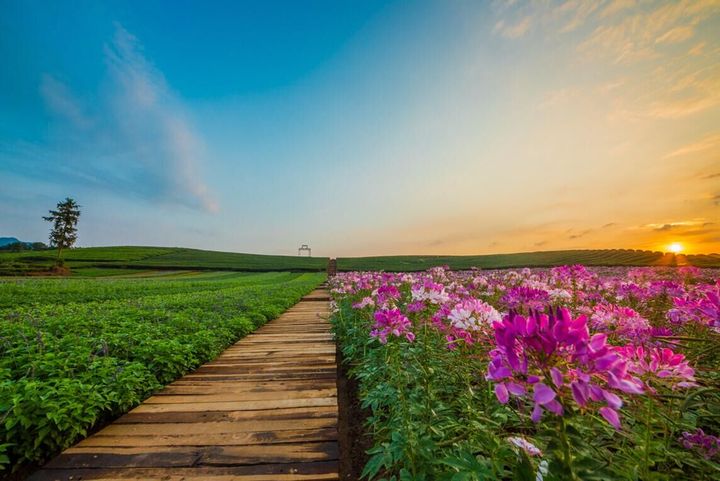 武义花田小镇 等你免费玩!