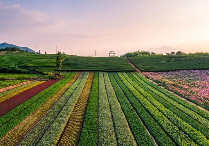 武义花田小镇 等你免费玩!