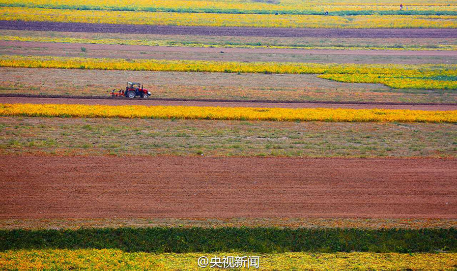 山西黄河滩涂地丰收