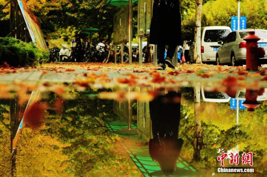 秋雨过后尽披黄金甲