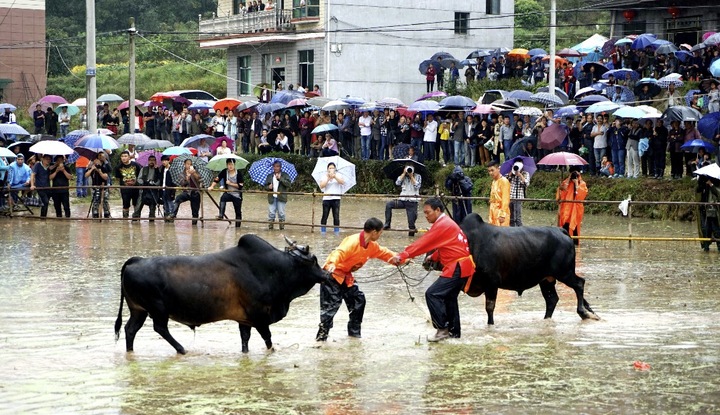 位于兰溪市北部的西庄村斗牛从金华传入,是金华斗牛的发祥地之一.