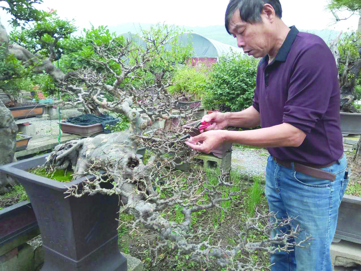 天台网 天台文化 民间工艺 在秀园路的尽头,有一个没起名的盆景园