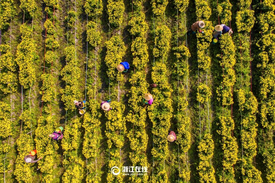 长兴帝皇菊喜迎丰收