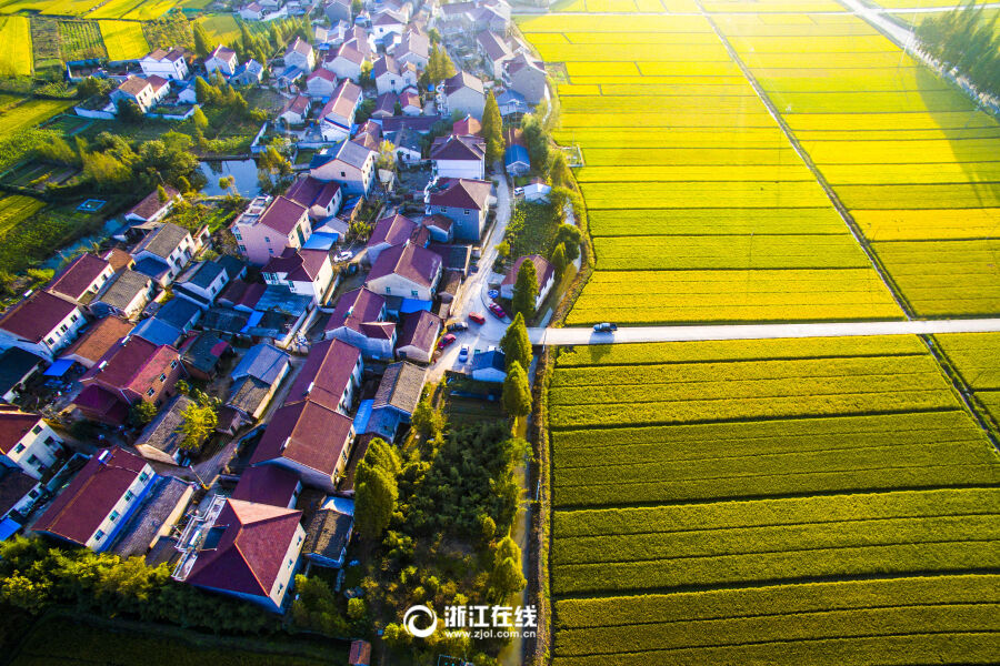 深秋收获季 稻田如金毯