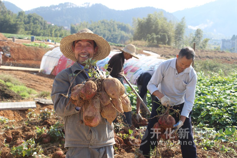 首页 开化新闻 图片新闻 余土根是我县的番薯种植大户.