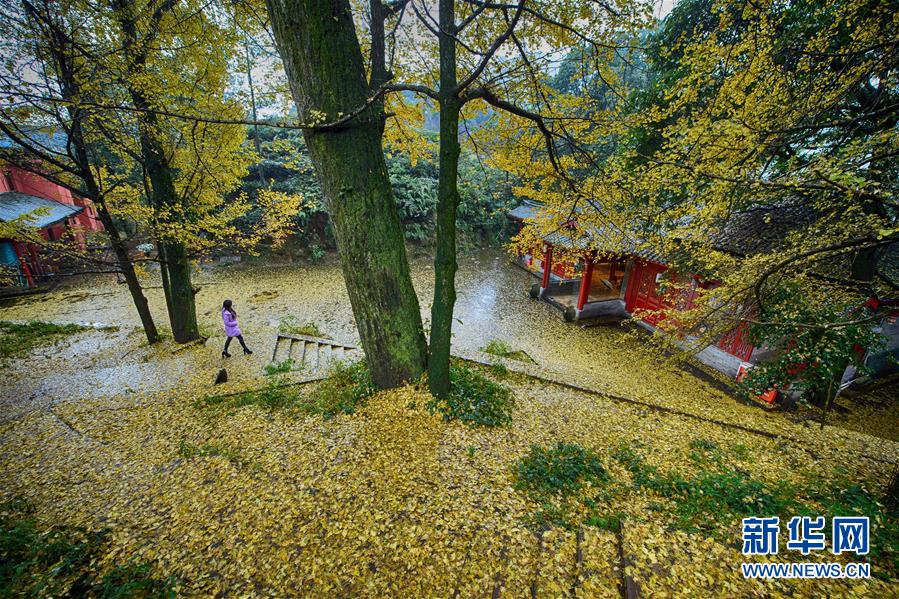 古刹千年落叶“铺金毯”