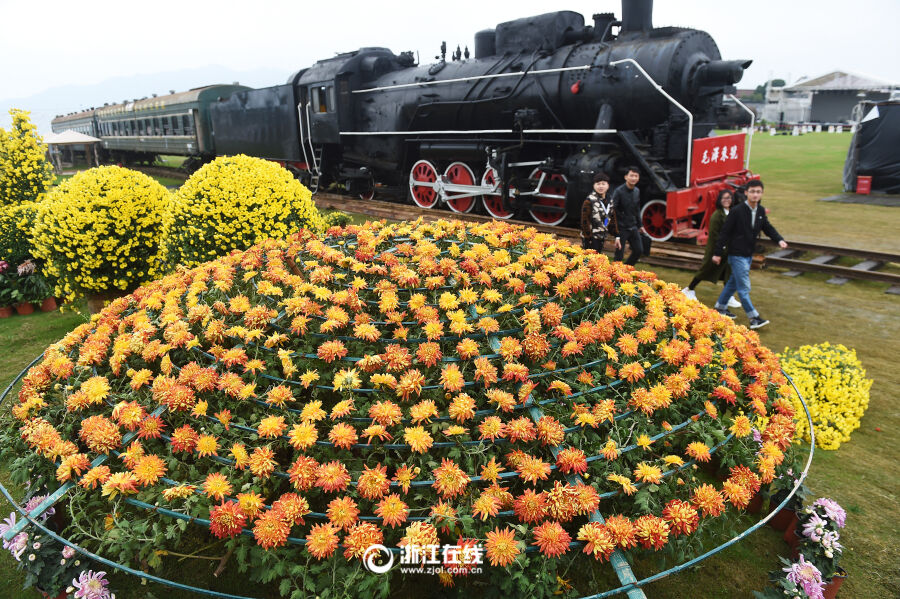 桐庐菊花艺术展开展