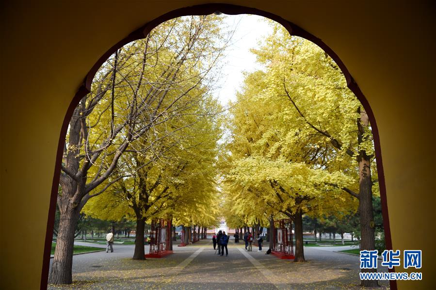 北京:初冬银杏黄