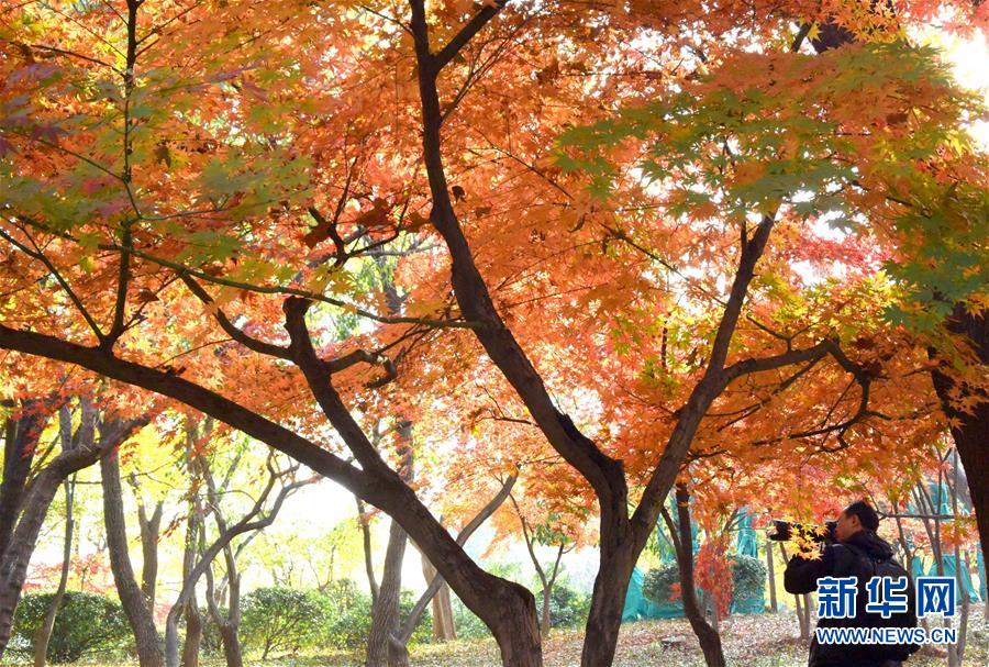 Ȫ�ǳ���������