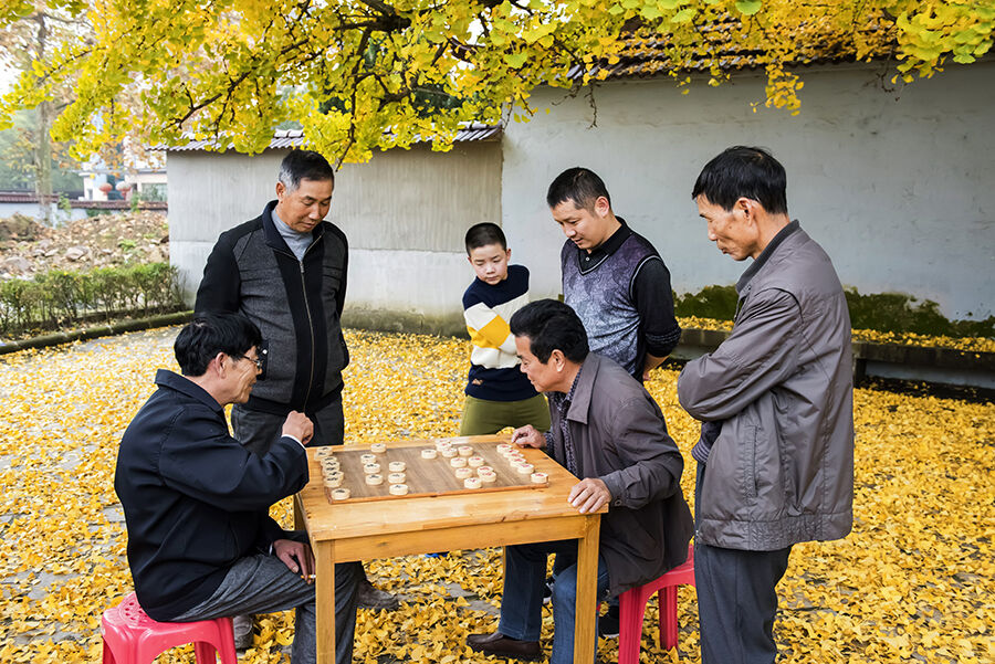 弈 11月19日,煤山镇新安村,村民们在古银杏树下对弈,怡然自得.