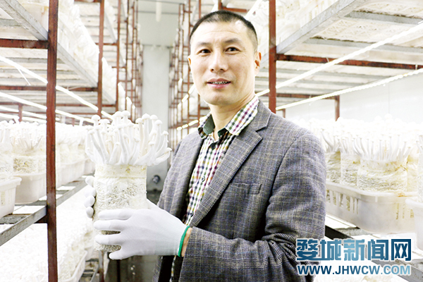 海鲜菇_顺昌海鲜菇成功注册地理标志证明商标