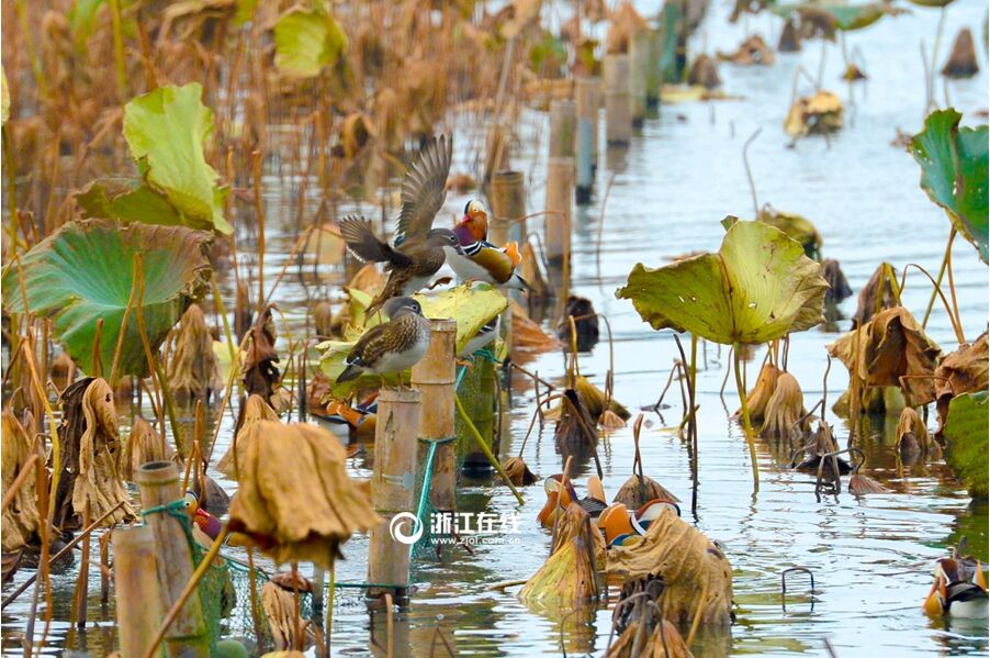 ԧ���������������