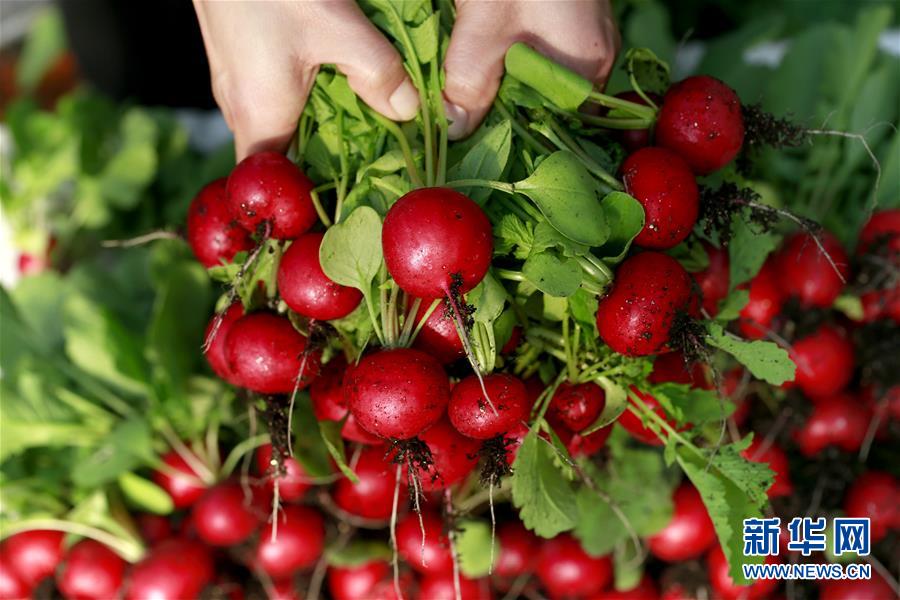 ���ա�ӣ���ܲ�������