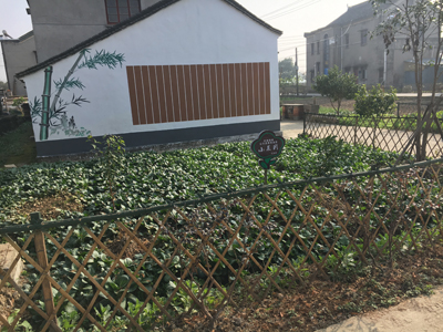 竹篱笆 绿菜地 红友村里悠哉游哉