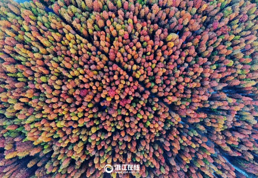 ˮ��ɭ�� ������ɫ