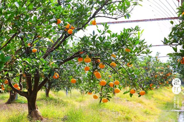 祭橘神、供橘福…吃黄岩蜜桔也要有仪式感-橘