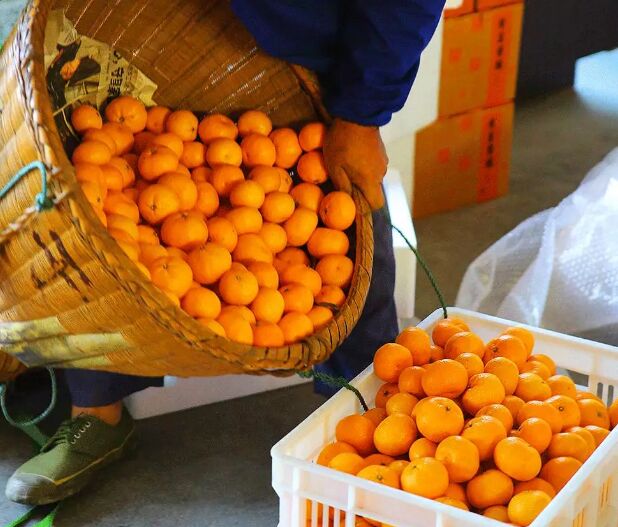祭橘神、供橘福…吃黄岩蜜桔也要有仪式感