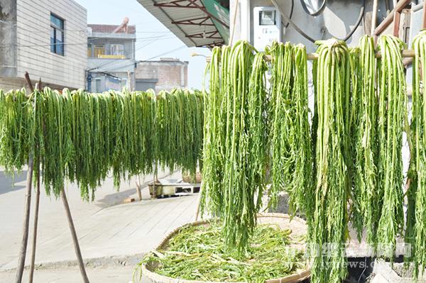晒菜干正当时